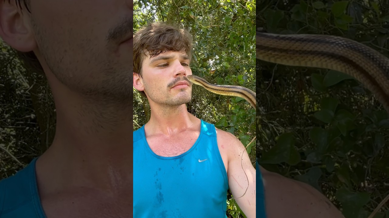 Я был в восторге, найдя эту жёлтую крысиную змею! 