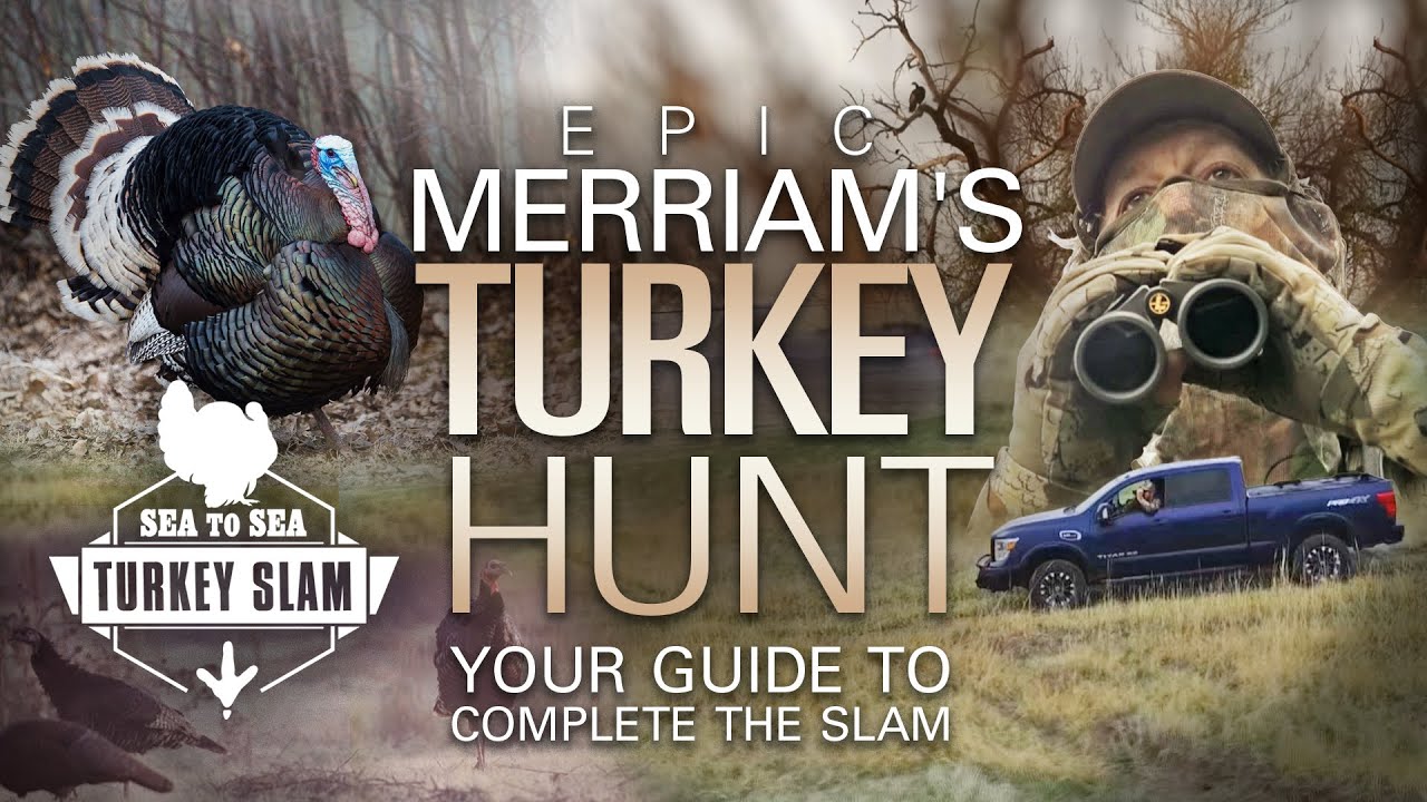 Epic Merriam’s Turkey Hunt – Your Guide to Complete the Slam