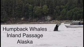 Inside Passage Alaska Humpback Whales