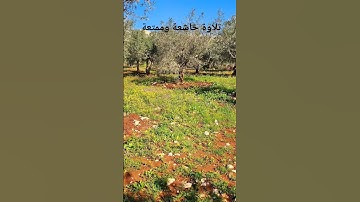 تلاوة خاشعة وممتعة من سورة يوسف بصوت القارئ أبو مالك الحجازي
