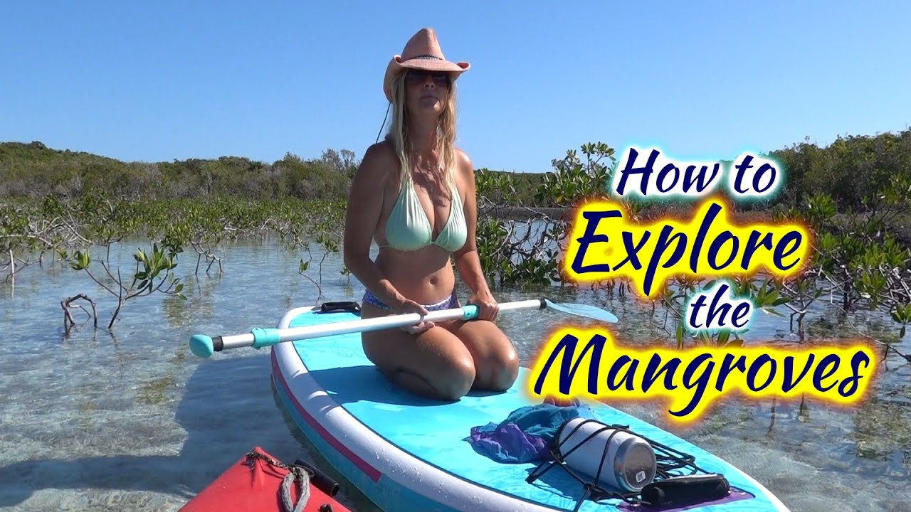 SDA107 How to Explore the Mangroves