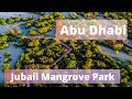 Jubail Mangrove Park Мангровая роща пешая прогулка ОАЭ