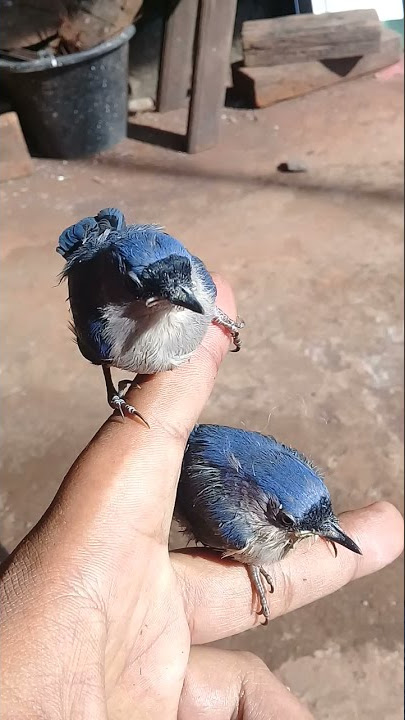ANAKAN BURUNG RAMBATAN PARUH MERAH!!!(BURUNG MASTERAN) usia 1 bulan