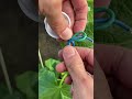 Smart Wire Knot Trick for Secure Electrical Connections