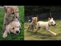 チーターのいる檻に子犬を放つ理由が実に驚きだった！