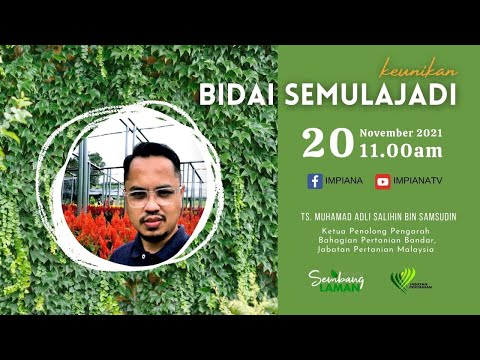 Video: Cawangan dan Daun Reka Bentuk Sofa Kontemporari: Dedaunan oleh Patricia Urquiola