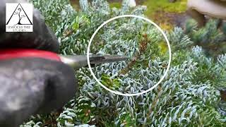 Abies koreana 'Ice Breaker' Leader Management