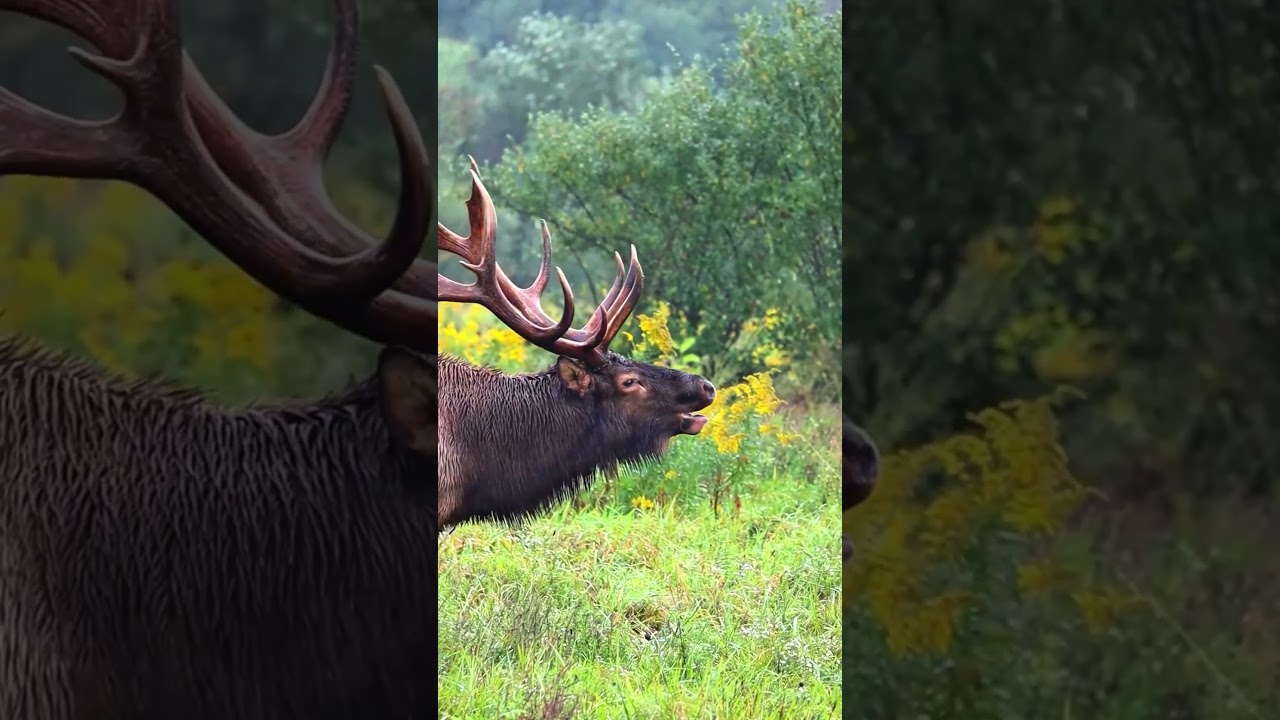 A deer with its mate❤🦌❤ 