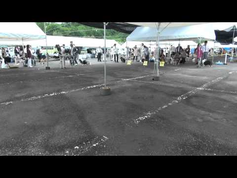 JKC岐阜シェットランド・シープドッグクラブ展④A牡（BUDDY後）