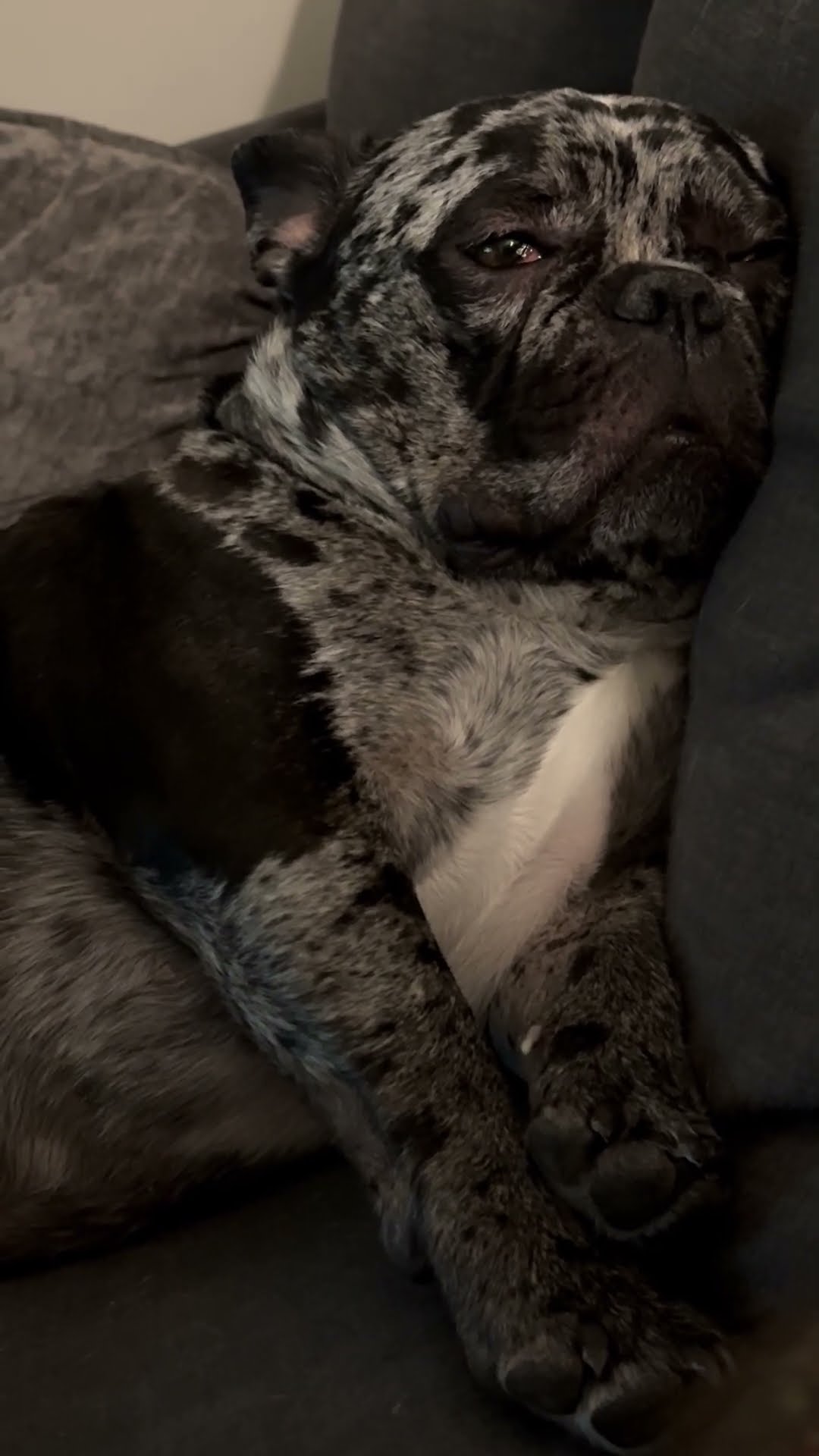 Gremlin Dog Sleeps With Eyes Open || ViralHog