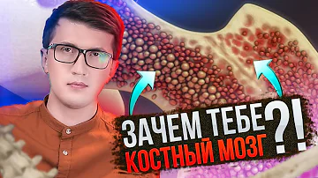 Почему КОСТНЫЙ МОЗГ это МОЗГ? И чем красный костный мозг отличается от желтого.