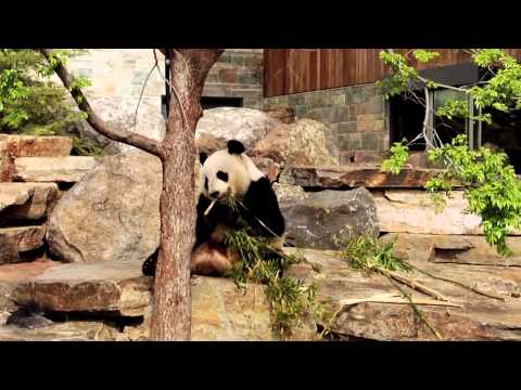 Video: Panda Forest im Adelaide Zoo