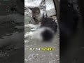 Kitten refusing to accept her dad is gone #animals #cat #shorts