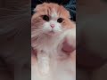 節約がんばろう👍✨#ねこ #猫 #shorts #catvideos #cat