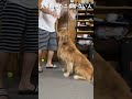犬の触り方 #shorts how touch the dog