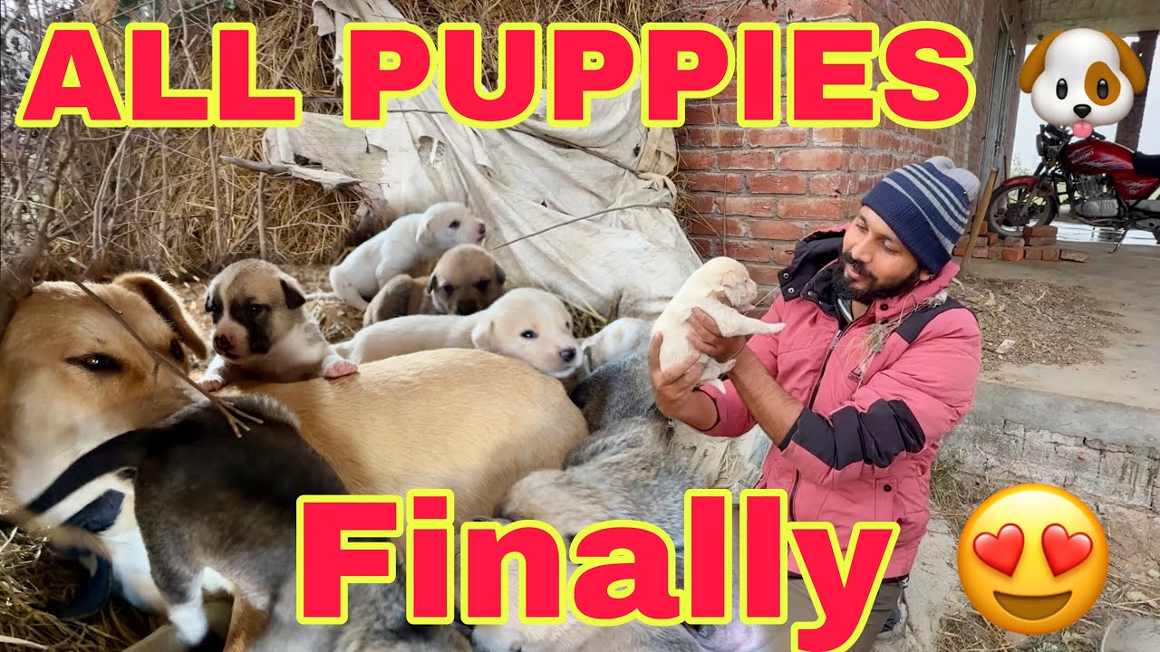 New Puppies At Open Farm By Jolly | Mr Asad