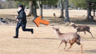 奈良公園でニコンの新レンズを試そうとしたらそれどころではなかったwwwww