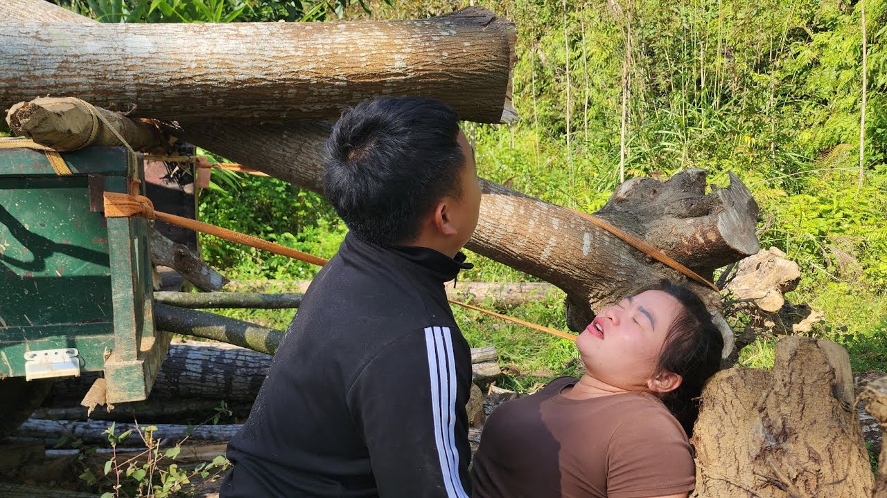 Agricultural vehicles transport timber, digging up giant mahogany trees.
