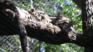Dallas Zoo: Officials give update on missing leopard