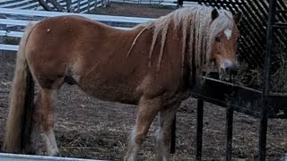 Exploring the World of Horses in 4K | Episode 3