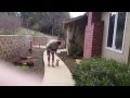 Dog Training San Francisco, Loose Leash Walking Canine Tutors 408-455-1503 Dog Training San Francisco, Loose Leash Walking Canine Tutors 408-455-1503