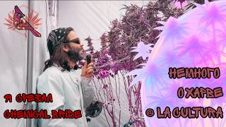 СРЕЗАЛ CHEMICAL BRIDE ОТ GREEN HOUSE SEEDS | НЕМНОГО О ХАРВЕ В НАШЕМ КАННА КЛУБЕ LA CULTURA