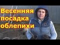 Весенняя посадка облепихи  Как отличить мужскую облепиху от женской