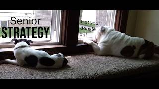 Senior Strategy part two The Dongle  This is the exciting conclusion!