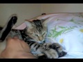 California Spangled Gato の動画、YouTube動画。