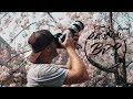 How To Photograph the Cherry Blossoms in Japan  |  京都さくら