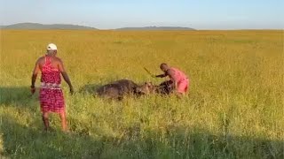 Masai men save buffalos stuck together