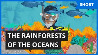 Why are coral reefs so important? | Problem Solved