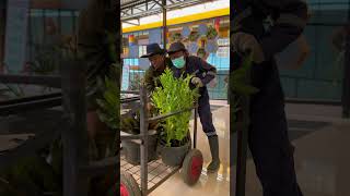 Download Lagu Siapa yang kangen postingan mimin tentang Green Hospital kita?#yasminhospital MP3