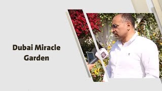أمل القيمري - Dubai Miracle Garden
