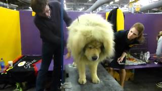 Tibetan Mastiff - GCH Sierras' Sasha Yakone Nanuk by Petful on YouTube 16,140 views 9 years ago 1 minute, 6 seconds