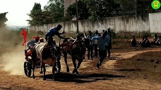 || Jabardast Racing Bulls Running in Bullock cart Race ||