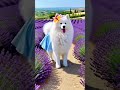 Little Samoyed Is Happiest When Dancing Too Cute Trending Little Samoyed Is Happiest When Dancing Too Cute Trending