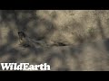 WildEarth - Sunrise  Safari - 15 June 2022