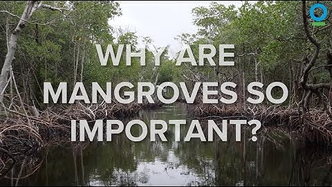 Why Are Mangroves So Important?