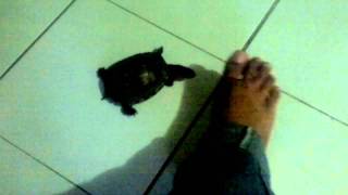 Rei - Malayan Box Turtle - Chasing My Little Toe