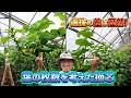 【千疋屋メロンF6#7】種で決まる「蔓の伸び」!選抜の差は歴然 葉の枚数を考えた【摘芯】!