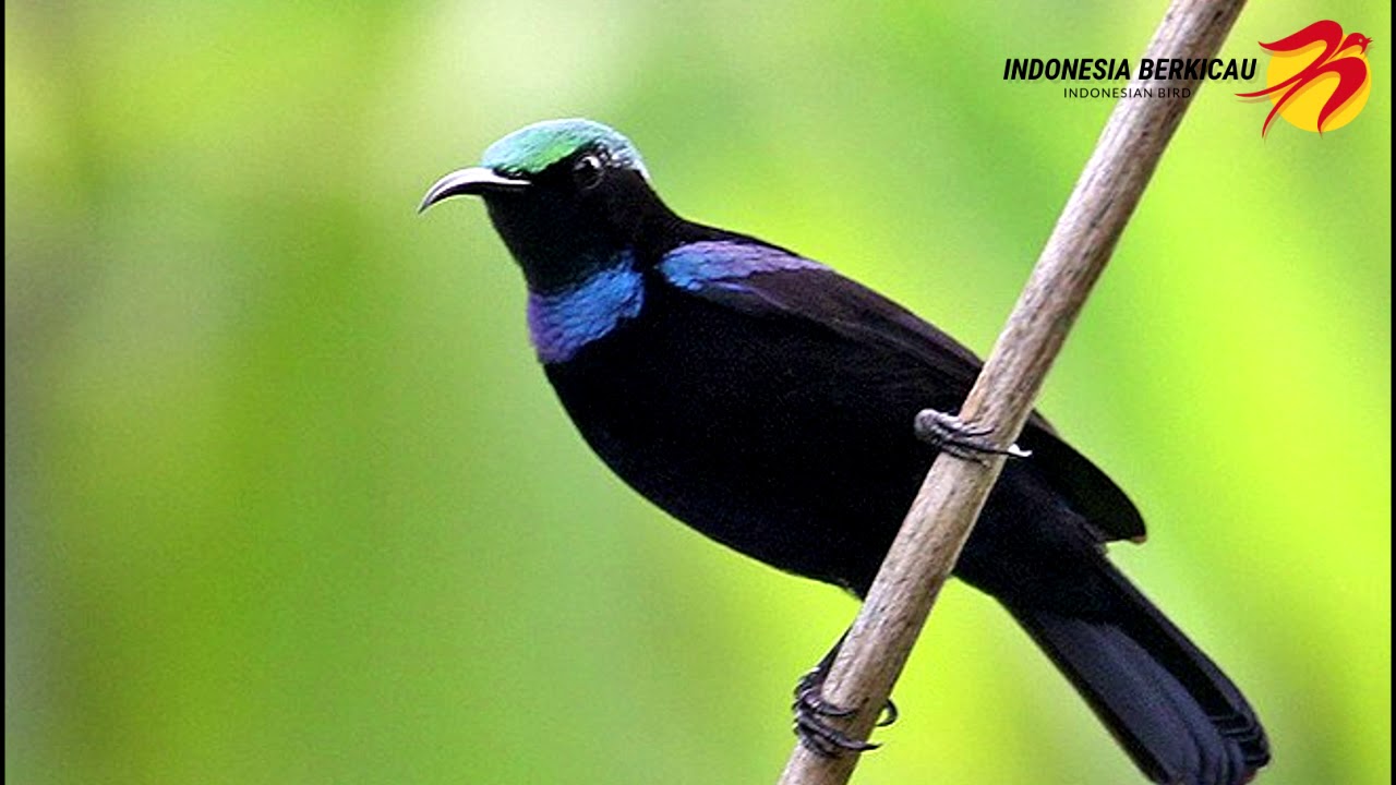KICAU BURUNG KOLIBRI NINJA (ISIAN 1) 