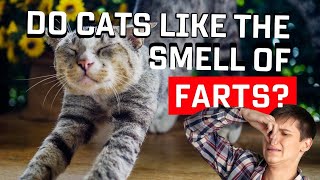 Do Cats Like The Smell Of Farts? by Oh My Cat 432 views 1 year ago 1 minute, 32 seconds