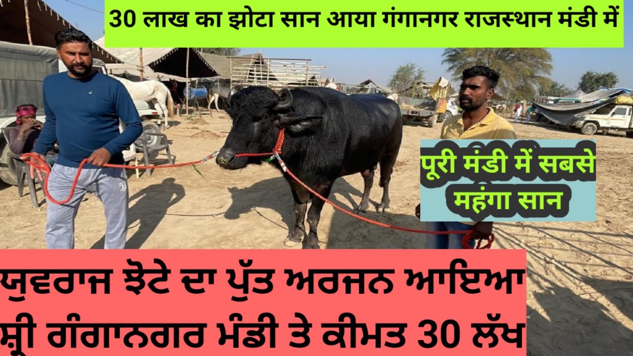 ⁣ਯੁਵਰਾਜ ਸਾਨ/ਝੋਟੇ ਦਾ ਬੱਚਾ ਵਿਕਾਊ 30 ਲੱਖ ਦਾ ਗੰਗਾਨਗਰ ਮੰਡੀ ਤੇ। युवराज सांड का बच्चा बिकाऊ 30 लाख का। Sukhi