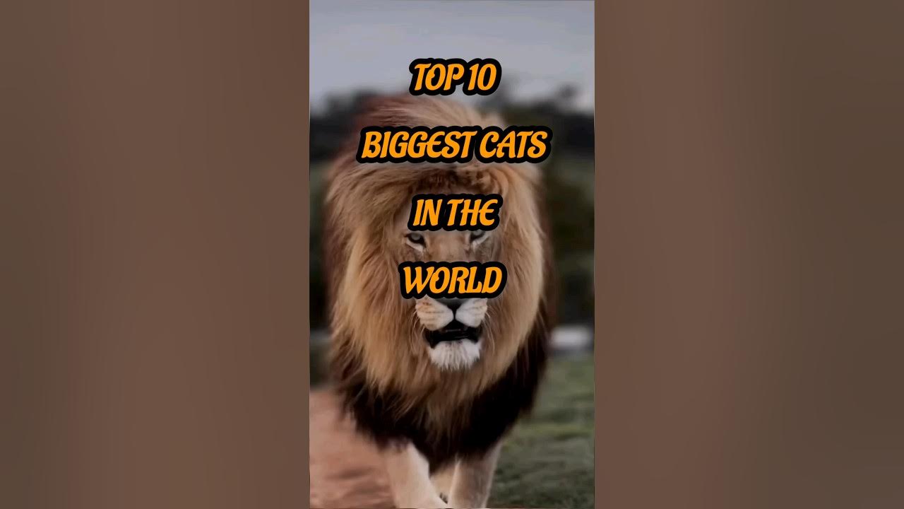 ToP 10 BIGGEST CATS in the WORLD YouTube