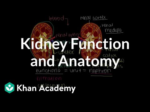 Kidney function and anatomy | Renal system physiology | NCLEX-RN | Khan Academy