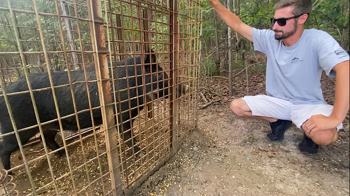 How To Trap Wild Hogs: Trap EVERY HOG On Your Property