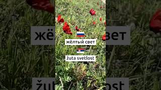 Учим сербский каждый день. Упражнения и викторины на сербском языке