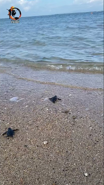 99 Baby Turtles Released at Hotel Nikko Bali Benoa Beach