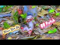 Unbelievable: Baby Patch monkey can climb a tree by itself, looking so cute